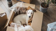 Dog in a moving box