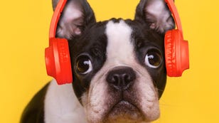 Gift Your Pooch With a Pet Playlist